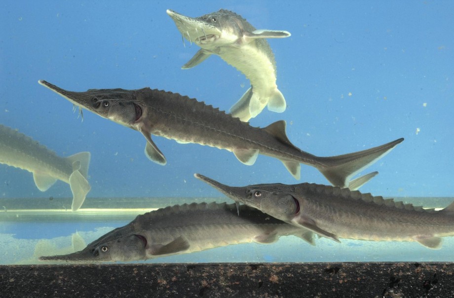 Осетроводам в Астраханской области помогут с выплатой кредитов