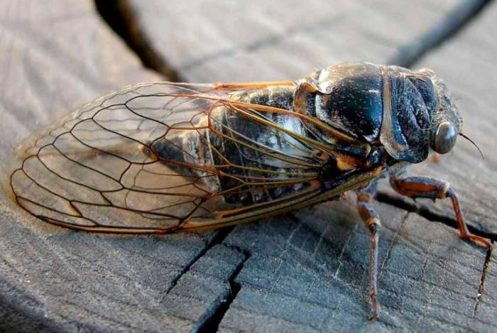 Под Астраханью засняли нашествие певчих вредителей