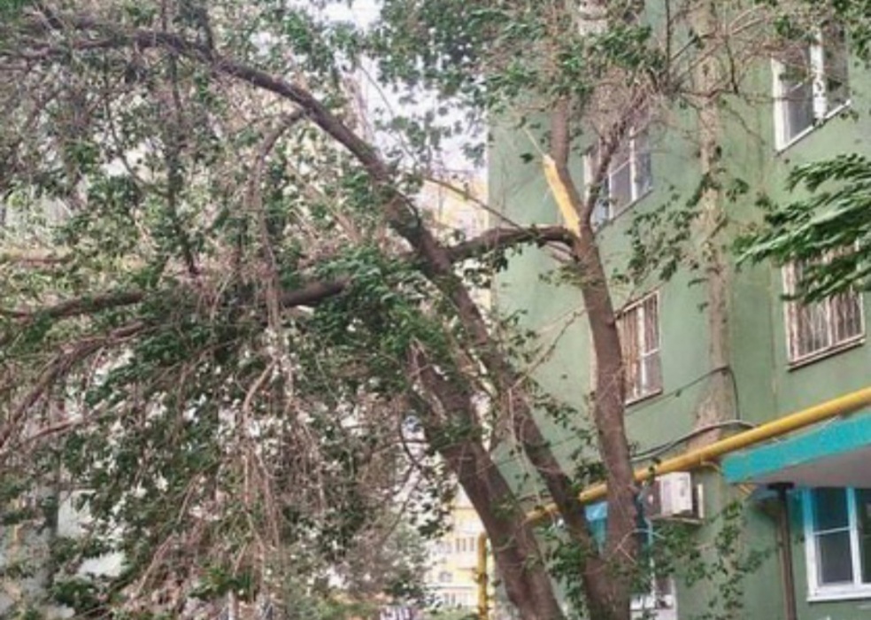 Под Астраханью во время бури маленькую девочку придавило деревом