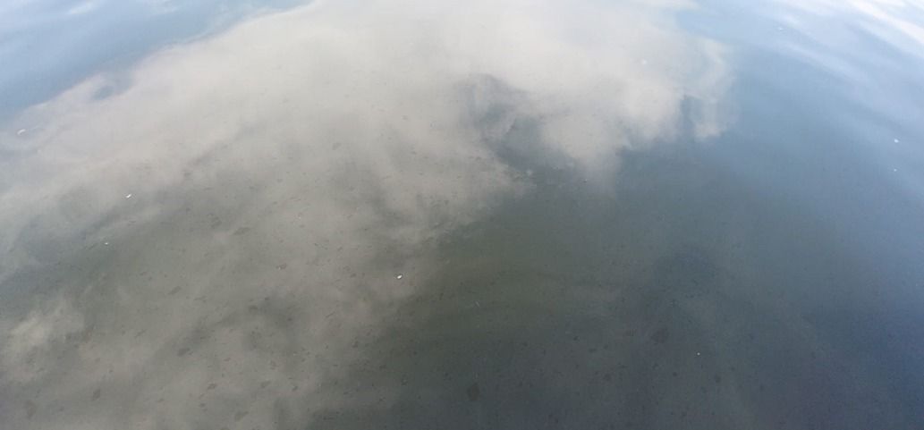 На астраханской реке обнаружен крупный нефтяной разлив