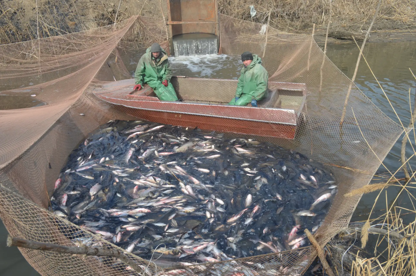 Вобле по-прежнему плохо: ученые оценили состояние астраханской рыбы