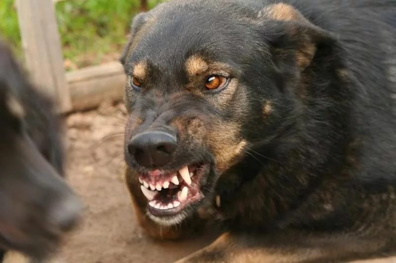 В Астрахани бездомная собака напала на четверых детей