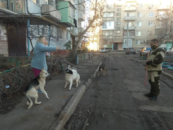 Отлов уличных собак в Астрахани ускорился