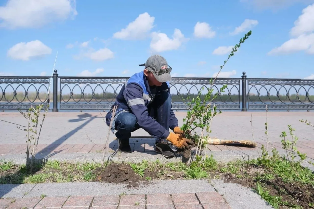 На набережной Волги в Астрахани сажают кустарники
