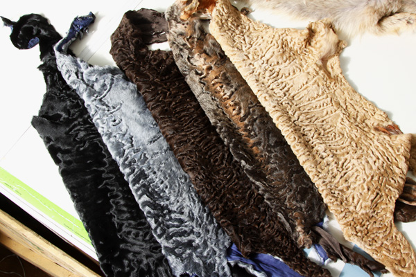 Через Астрахань в тайнике пытались провезти шкурки каракуля на 2,5 миллиона