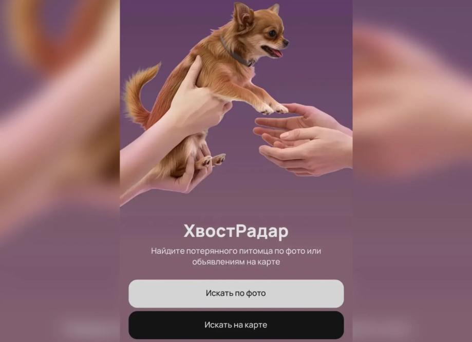 Авито поможет астраханцам найти  пропавших животных