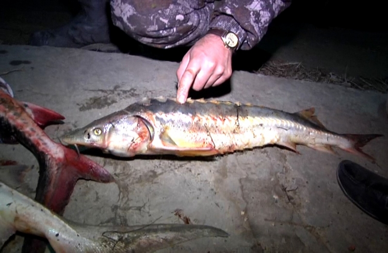 Астраханские полицейские задержали в Каспийском море браконьеров