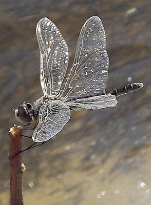 Западные подстепные ильмени: операция по спасению продолжается