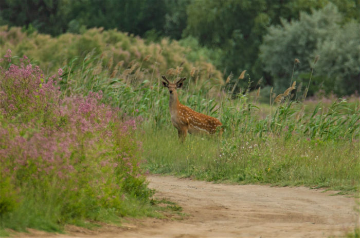 Неожиданно: в Астраханской области заметили пятнистого оленя