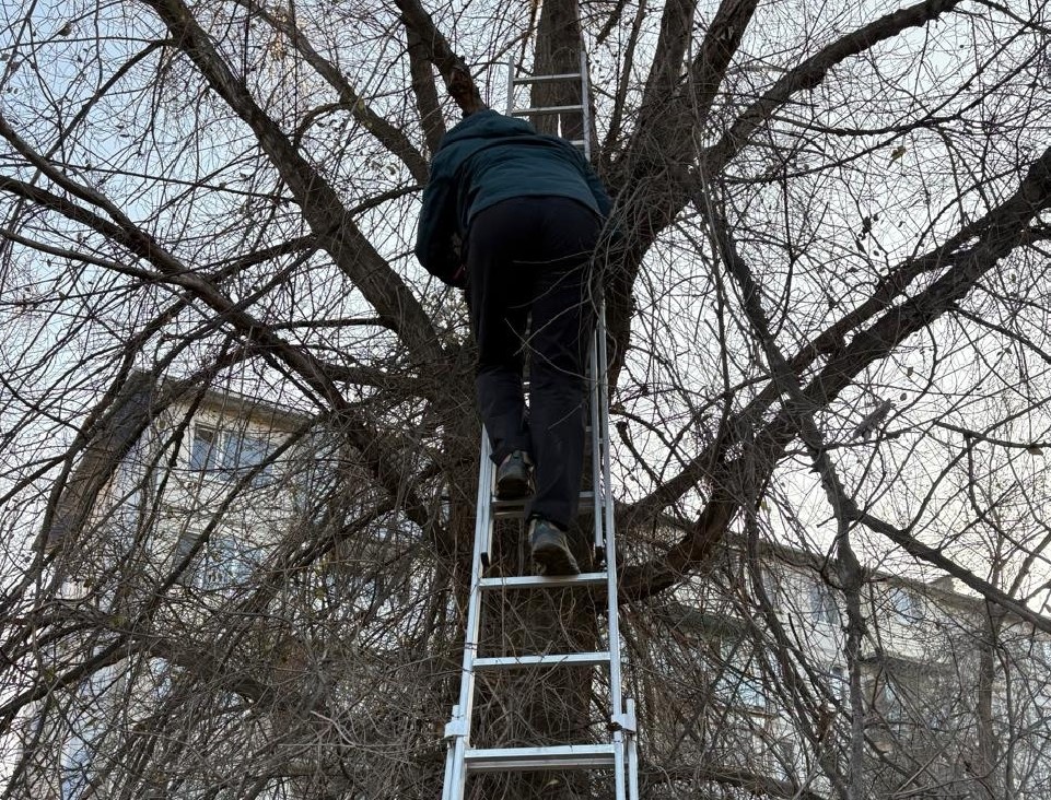 Астраханских спасателей вызывали спустить подростка с дерева 