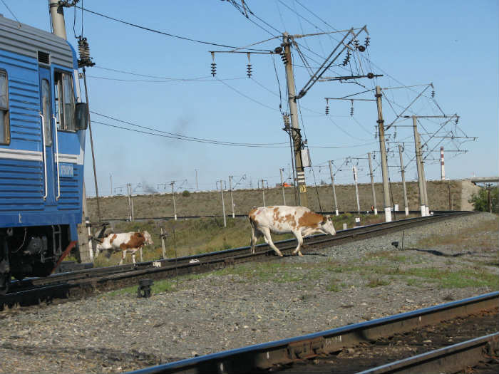 Больше 50 столкновений поездов с коровами и лошадьми произошло в Астраханской области с начала года