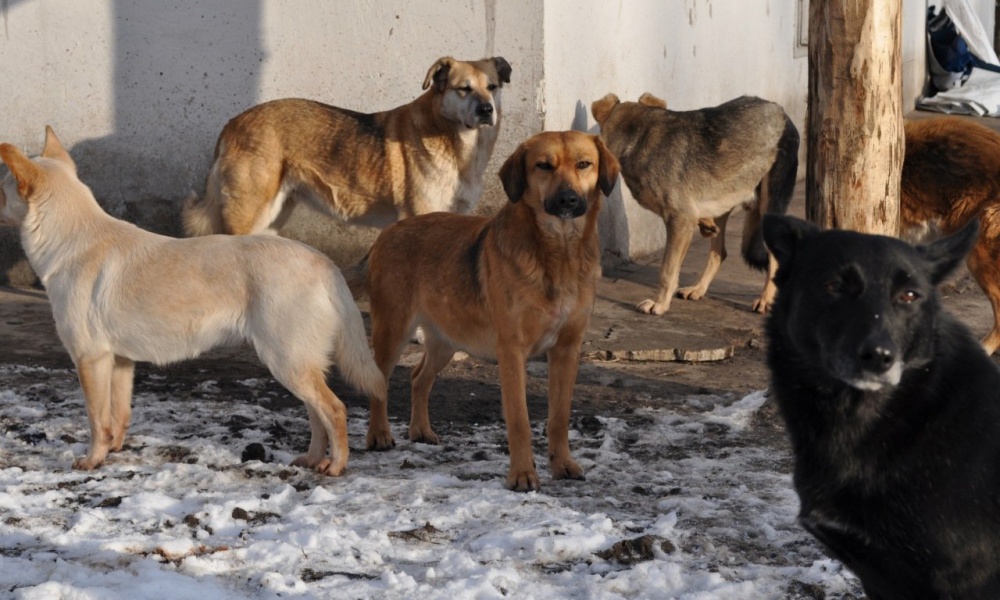 В Астраханской области убили больше 15 тысяч собак