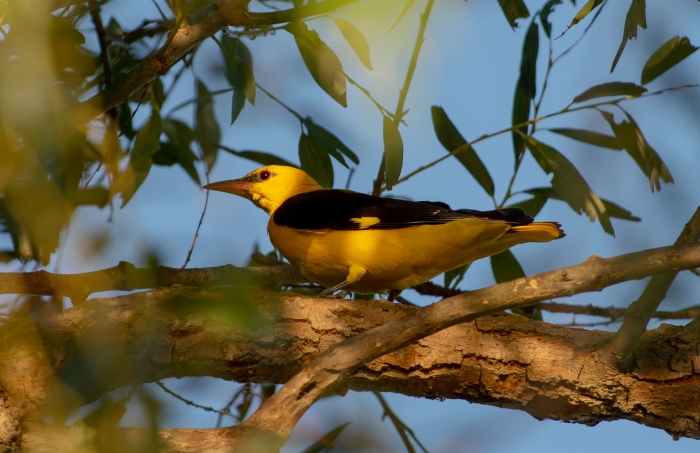Записки астраханского натуралиста. Иволга - очень капризная фотомодель