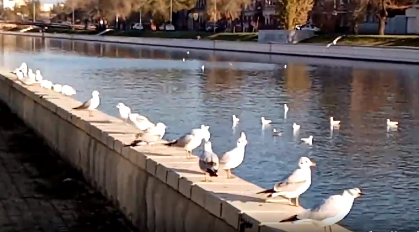 В центре Астрахани на видео попало совещание чаек