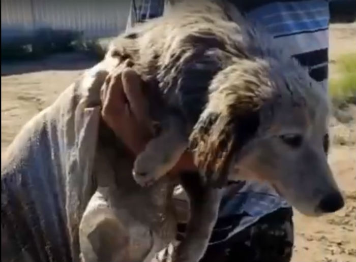 Астраханцы оставили умирать собаку в мазутном мешке