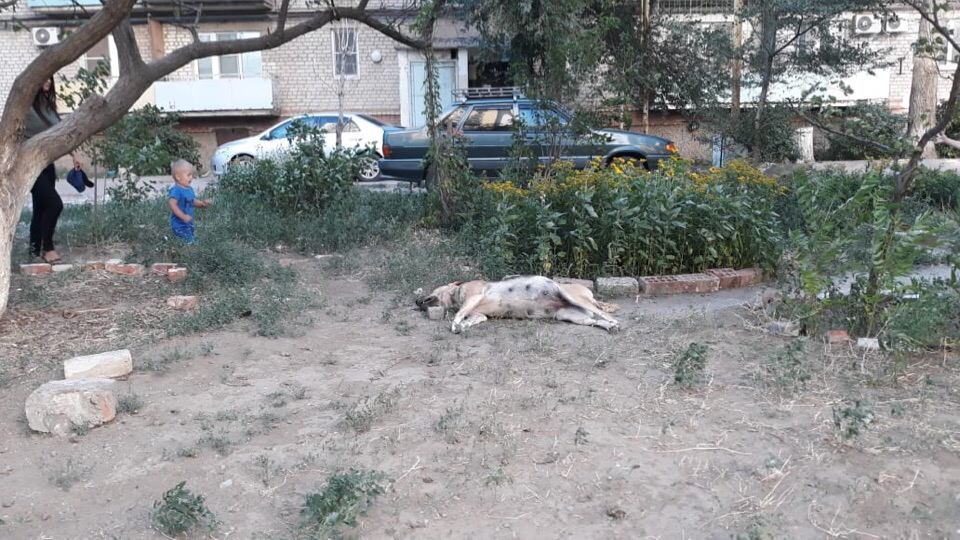 На одной из улиц Астрахани разлагаются трупы отравленных собак