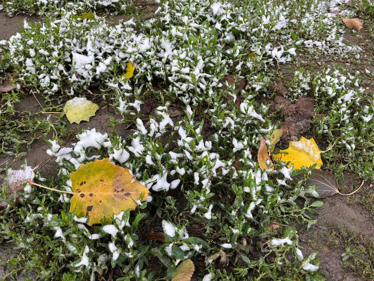 Заморозки идут в Астраханскую область