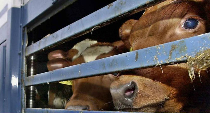 Ввоз больных опасной инфекцией коров в Астраханскую область приостановлен