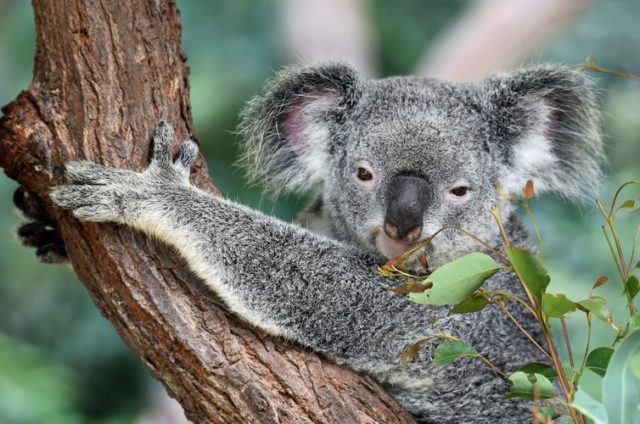 В Астрахани появилась необычная, но высокооплачиваемая вакансия специалиста по обучению коал