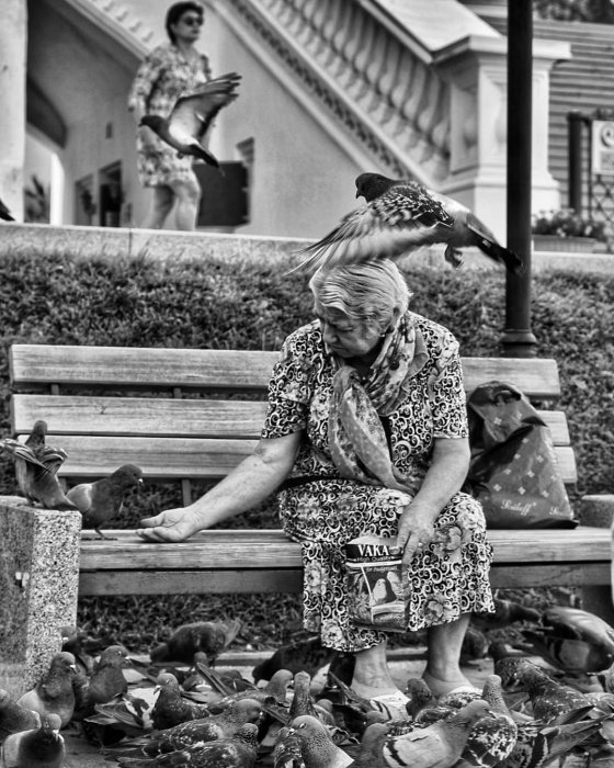 Астраханка ищет улетевшего голубя, ставшего за три года ей другом