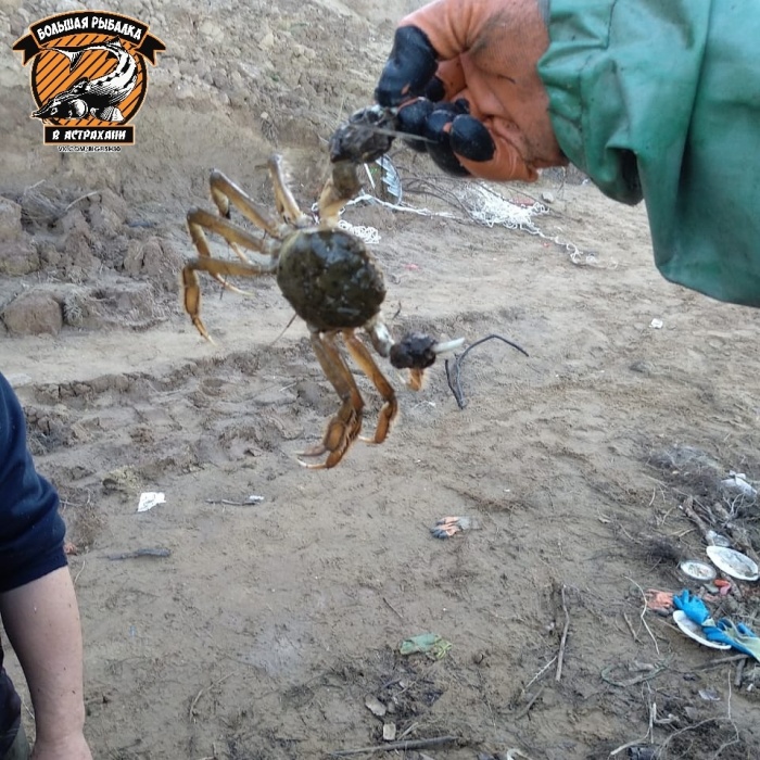 Астраханские рыбаки нашли на Волге краба и удивились, а зря…