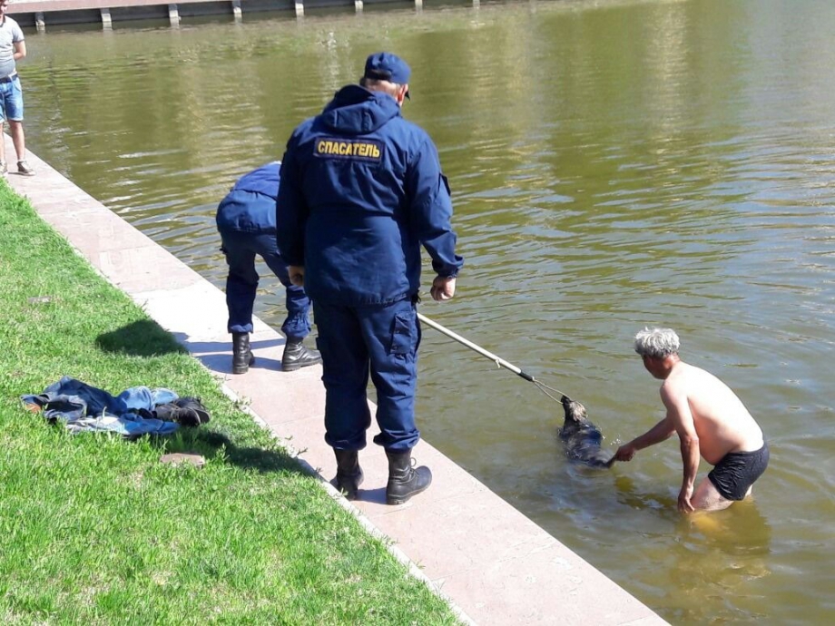 В Астрахани из Лебединого озера спасли собаку и нырнувшего за ней мужчину