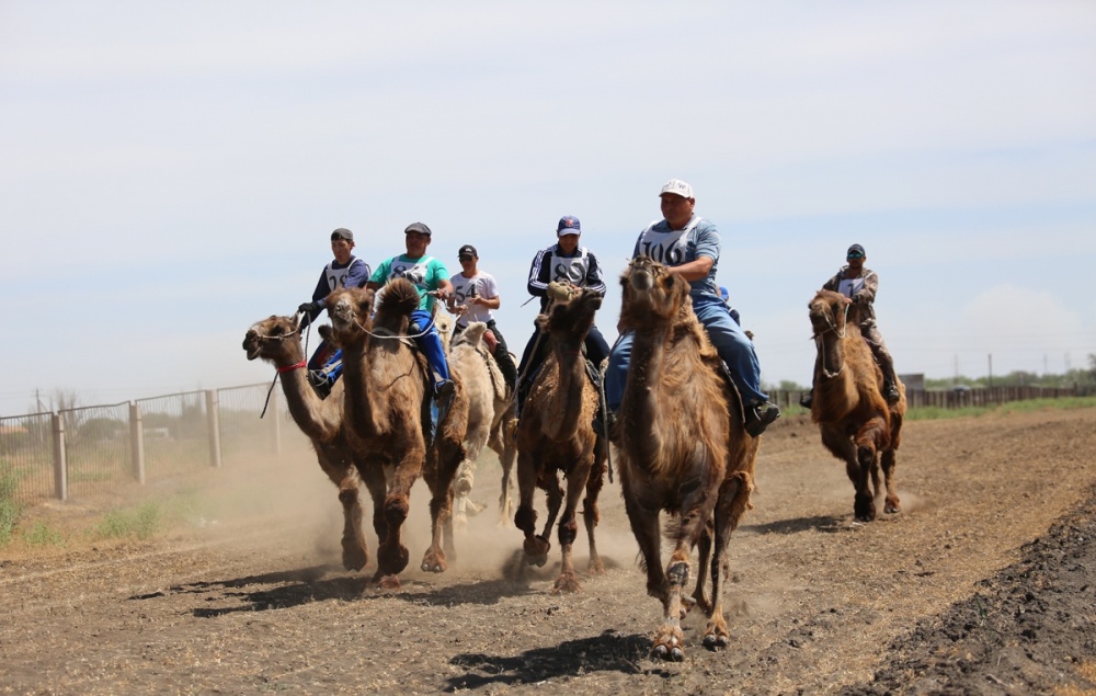 В Астраханской области состоялись уникальные верблюжьи бега