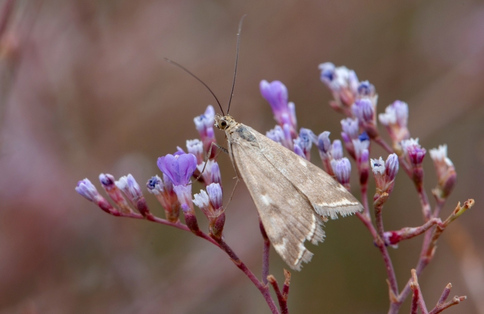 Записки астраханского натуралиста. Осеннее цветение кермека