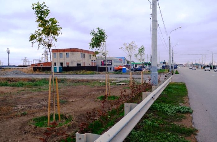 Вдоль Аэропортовского шоссе Астрахани появились высокие клены