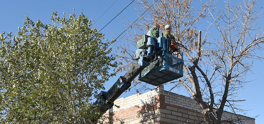 Астрахань повсеместно избавляют от аварийных деревьев