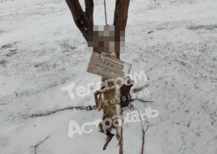 Соцсети: под Астраханью нашли повешенную собаку с карательной надписью