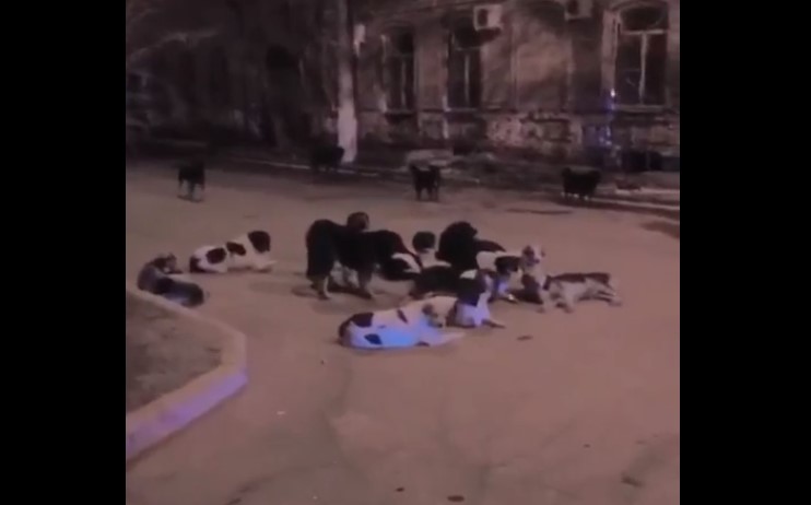 Человек виноват, собаки тут ни при чем: директор приюта рассказала о ситуации с отловом собак в Астрахани 