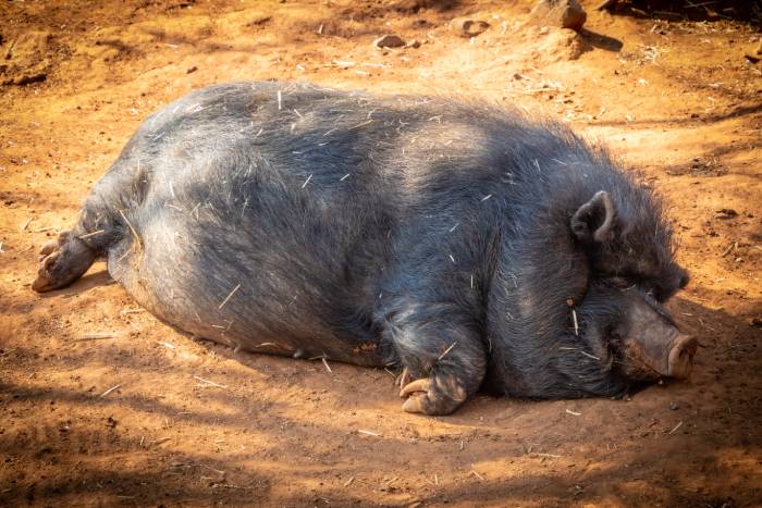 В Астраханской области обнаружили чуму свиней