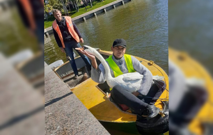 Астраханские лебеди отправились на зимние каникулы