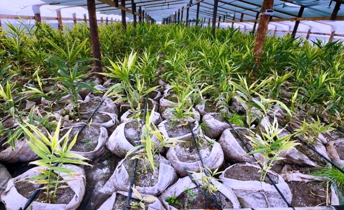 Под Астраханью собрали первый урожай имбиря