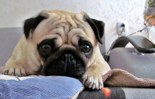 Астраханские собачницы остались без питомцев