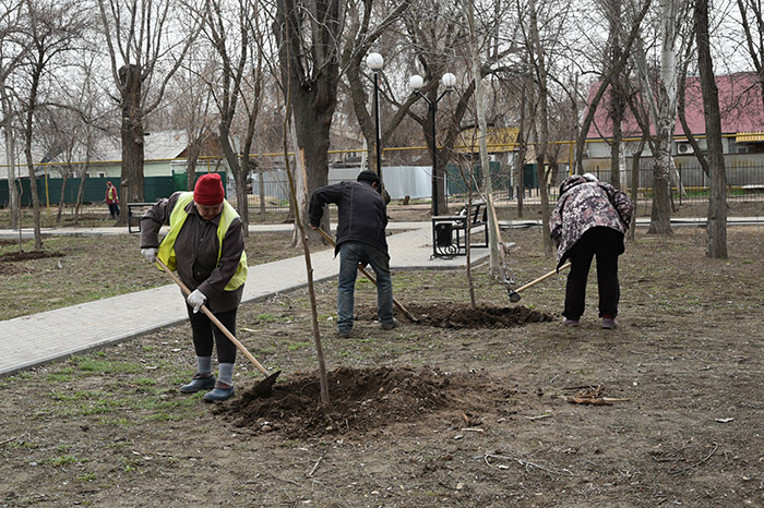 В Трусовском районе Астрахани приступили к посадке деревьев