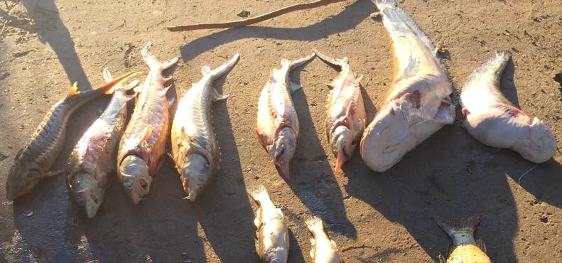 Под Астраханью полиция изъяла у браконьеров 50 килограммов красной рыбы