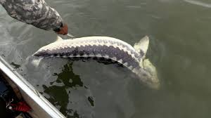 В Астраханской области задержана банда браконьеров