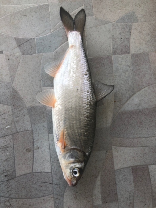 Астраханец не может понять, что за загадочную рыбу он поймал