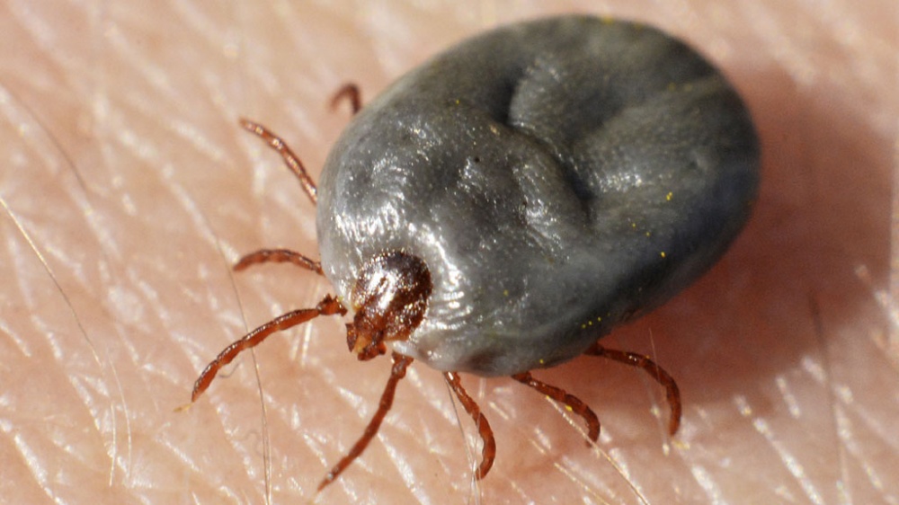 19 астраханских детей попали в больницу после укусов клещей