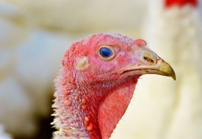 На астраханской птицефабрике вспышка птичьего гриппа, введен режим ЧС