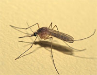 Лихорадка Западного Нила в Астрахани. Последние данные