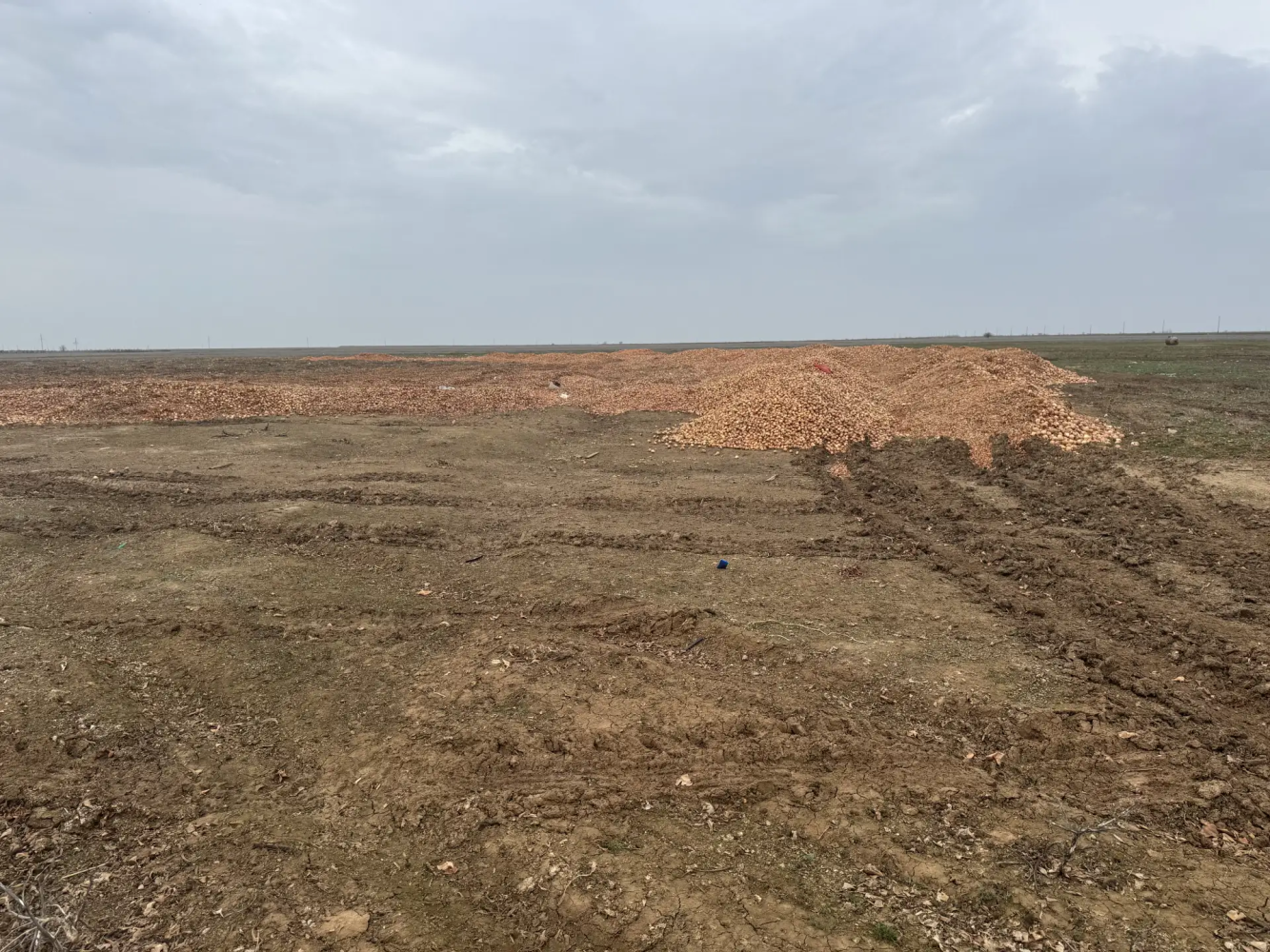 Свалку лука обнаружили на севере Астраханской области