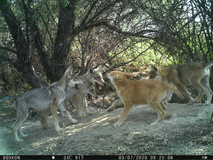 В Богдинско-Баскунчакском заповеднике родился легендарный волчонок
