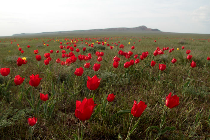 В Астраханской области зацвели тюльпаны Шренка