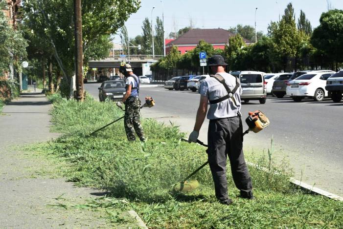 В Астрахани активнее стали косить лебеду