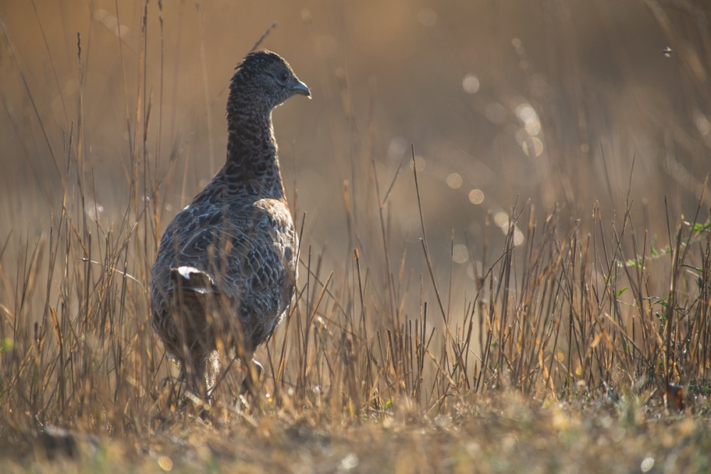 Записки астраханского натуралиста. Где сидит фазан…