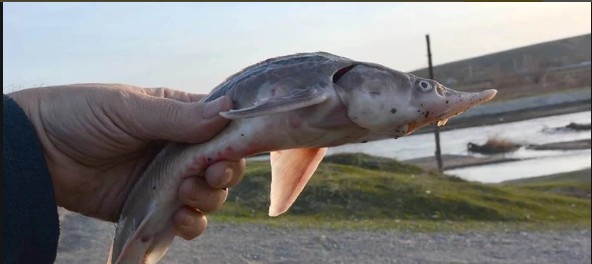 Астраханская область из-за туристов теряет рыбные запасы