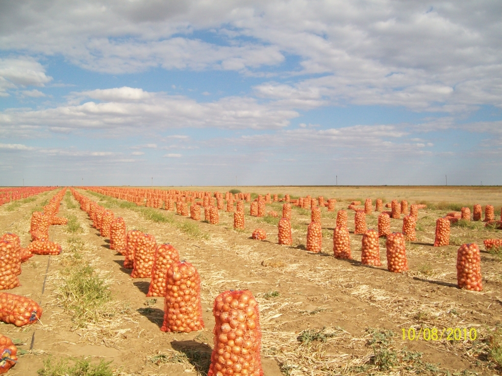 Счастье луковое: в Астраханской области разгар уборки репчатого лука